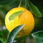 Article-Components of an Eco-Friendly Cleaning Service1